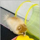 솜뭉치 이미지