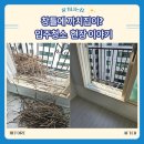 둥지크리닝 | 봉천동 입주청소 후기, 창틀 까치집 정리와 좀벌레 방역까지 진행 완료