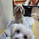 멍멍회관 이미지