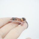 특별한동물가게 평택점 이미지