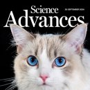 고양이눈 이미지