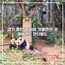 팬더랜드 | [경기 용인] 아이와 가볼만한 곳, 에버랜드 판다월드 판다 팬더 동물 관람 후기