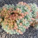 환타지아 이미지