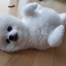 박꽃순펫미용 이미지