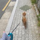 마스코타 펫 이미지