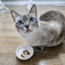 윌리하니 그루밍 | CMG제약 고양이 신장영양제 및 체중관리 간식 추천