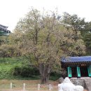 창원 인곡리 모과나무 이미지