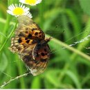 천사의 선물 이미지