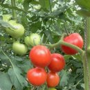 진국농장 이미지