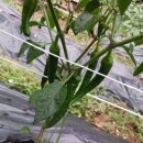 주연쭈꾸미 이미지