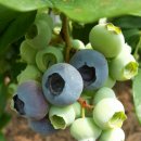 현주농장 이미지