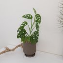 정진월농장 | 광주 개업화분, 광주 영전화분, 감성적인 식물이 가득한 광주 그린다!