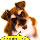 도그마미 이미지