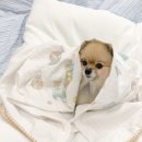 달콤포근 | [달콤베이비] 블랭킷 후기 , 강아지 블랭킷 추천