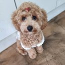 태담이네 하우스 이미지