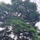 원주굽이길 2코스 700년노송길 이미지