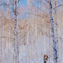 자작나무 숲 이미지