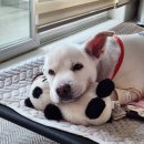 상상도그 | 나이가 가장 많은 학생! 16살 강아지의 첫 유치원 등원… 결과는 상상 이상 원주 저스트도그에서 생긴일✨️