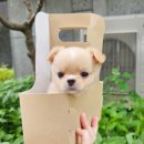 착한애견분양(원주점) 이미지