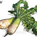 백세시대 이미지