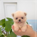 꽃강아지 이미지