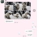 노아동물병원 | 강아지 잇몸 종양 혹 수술후기 (인천 포인트동물병원)