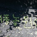 삼공주 농원 이미지