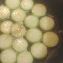 복찌짐