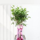 해피트리 이미지