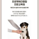 뚜뚜애견 이미지