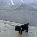 캐나다코코샵