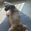 별스런 산책 | 댕댕이 봄이의 걸크러쉬 되기 전에 다시 산책훈련 시작~^^