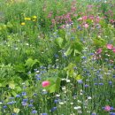 하길초등학교 이미지