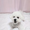 코코펫 살롱 호텔 이미지