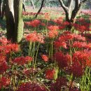 밀밭농장 이미지