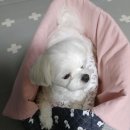안심지 이미지