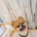 블루밍독 이미지