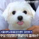 강아지 정밀검진, 소변량 증가가 걱정됐던 햇살이의 서울대학교동물검진센터 검진후기