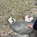 토끼게임장 이미지