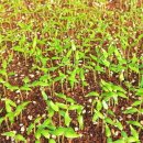 진봉농장 이미지