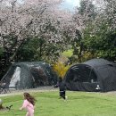 어촌로11번길 11 | 부곡 허브농원 캠핑장 벚꽃 캠핑 2박 3일, 11번 사이트 감성 제대로 터진 가족 캠 후기