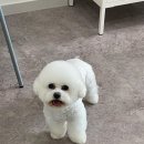 멍블리 펫살롱 이미지