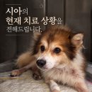 🐾시아 치료비 모금 중간 정산 및 진료 경과 보고🐾 이미지