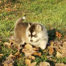 효산농원