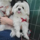 디어마이메이플(Dear my Maple) 이미지