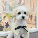 신성프라자(부개로61-6) | 부개동 애견미용 까까몽 | 말티푸 5개월 배넷미용 스포팅 곰돌이컷 후기