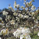 가래치기 | [국진이의 이야기] 4월 3일(금) - 배나무 꽃(梨花)