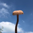 물밤농장 이미지