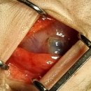 더프라임동물의료원 이미지