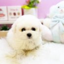 미유펫대구 강아지분양고양이분양(도그플러스동물병원) 이미지